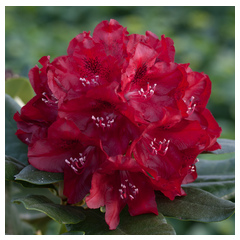Rhododendron traumhafte Sorten