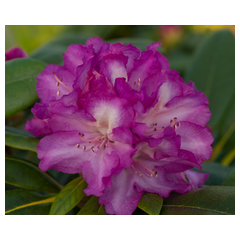 rhododendron yakushimanum blurettia